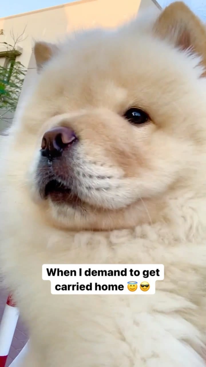 Post 6 by Oscar the Chow Chow 🦁 on Instagram (video)