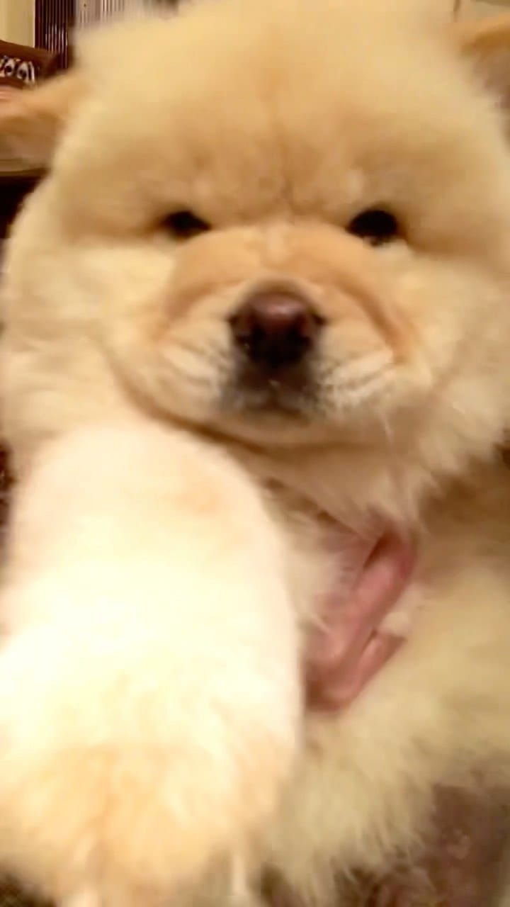 Post 1 by Oscar the Chow Chow 🦁 on Instagram (video)