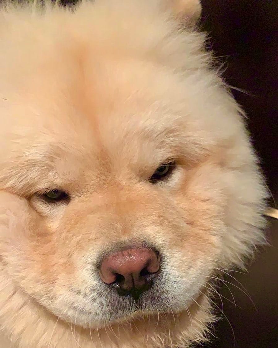 Post 8 by Oscar the Chow Chow 🦁 on Instagram (image)