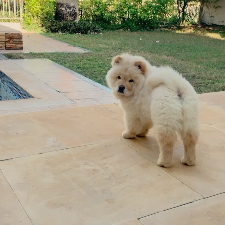 Post 10 by Oscar the Chow Chow 🦁 on Instagram (video)