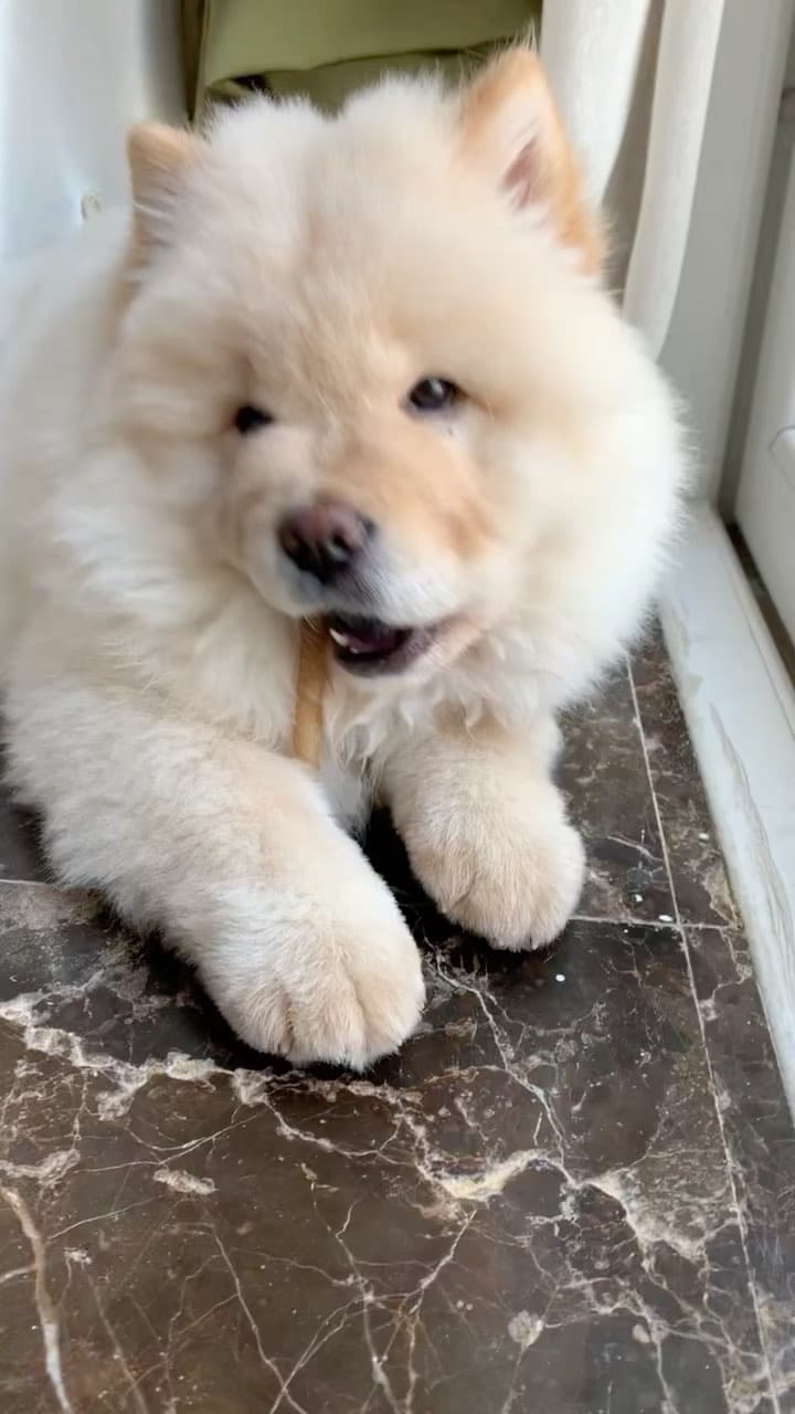 Post 3 by Oscar the Chow Chow 🦁 on Instagram (video)