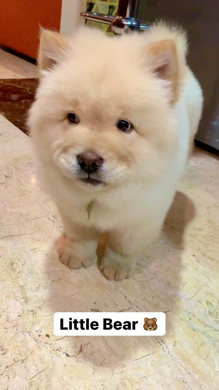 Post 7 by Oscar the Chow Chow 🦁 on Instagram (video)