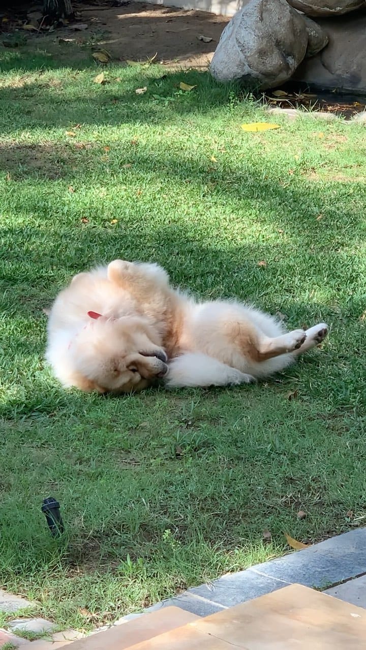 Post 2 by Oscar the Chow Chow 🦁 on Instagram (video)