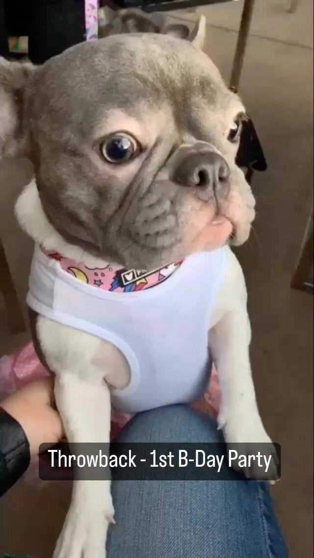 Post 4 by Gigi & Jack on Instagram (video)