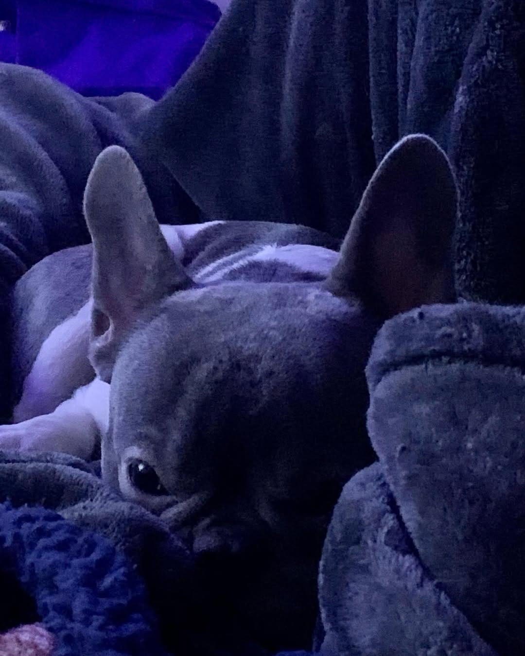 Post 9 by Gigi & Jack on Instagram (image)
