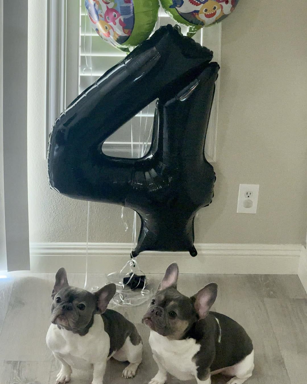 Post 6 by Gigi & Jack on Instagram (image)