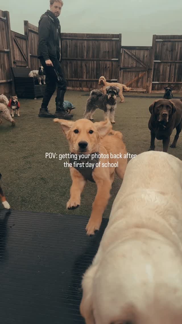 Post 10 by Eddie's Doggy Daycare on Instagram (video)