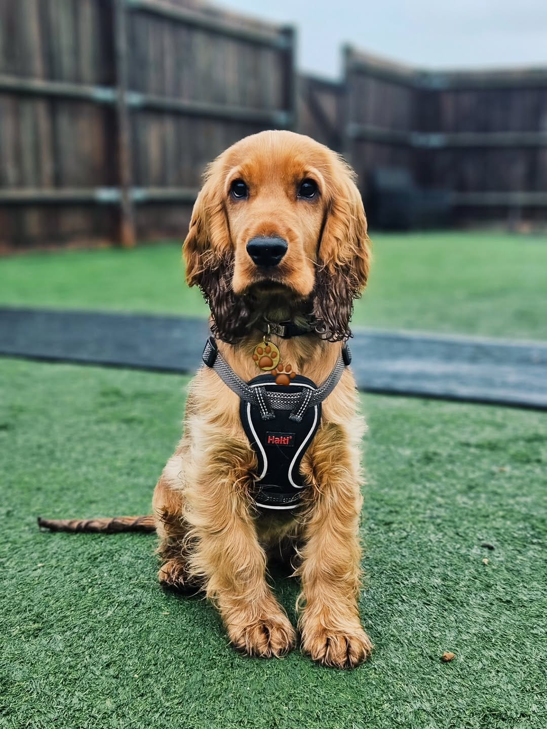 Post 1 by Eddie's Doggy Daycare on Instagram (carousel)