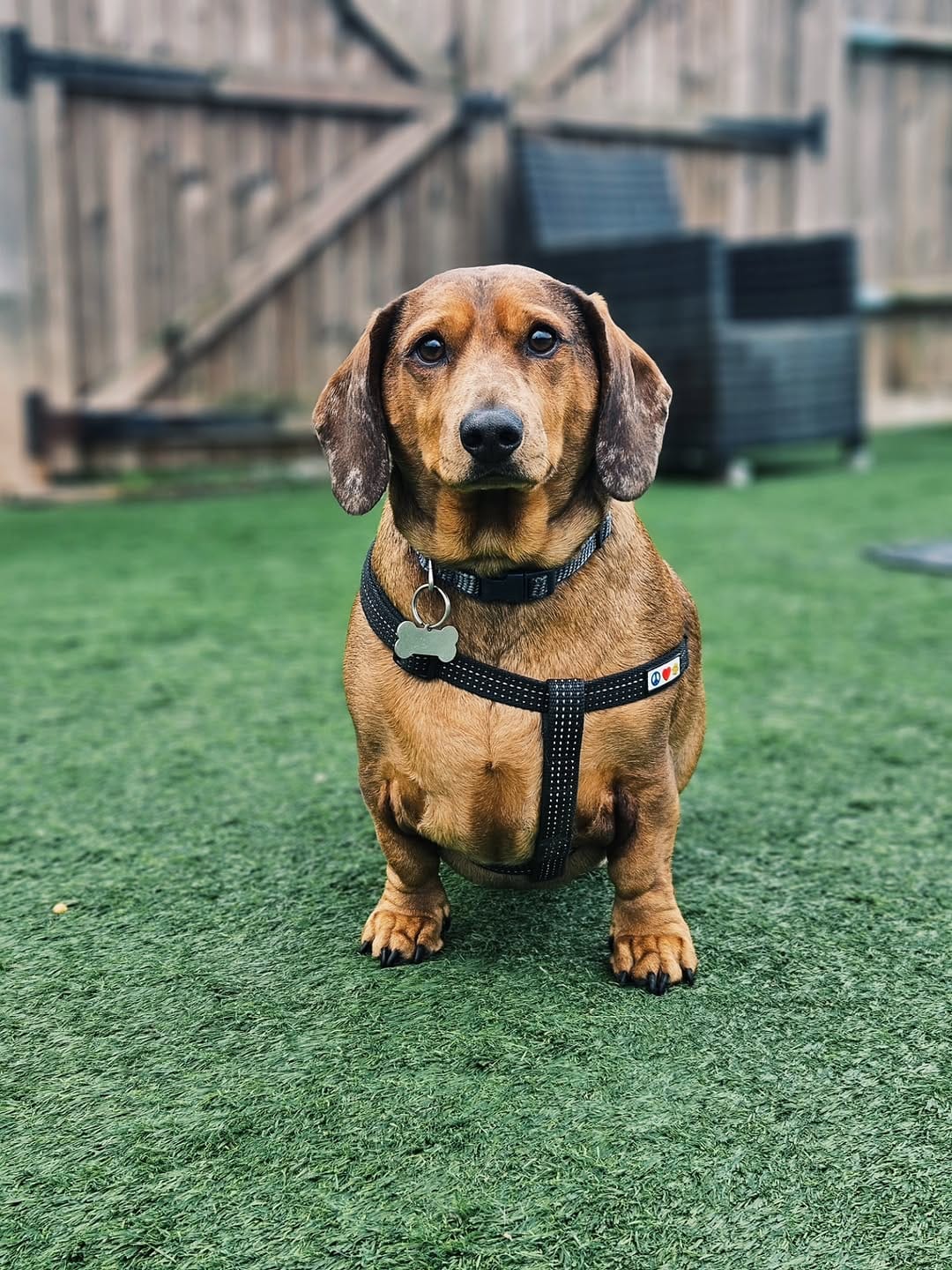 Post 2 by Eddie's Doggy Daycare on Instagram (carousel)