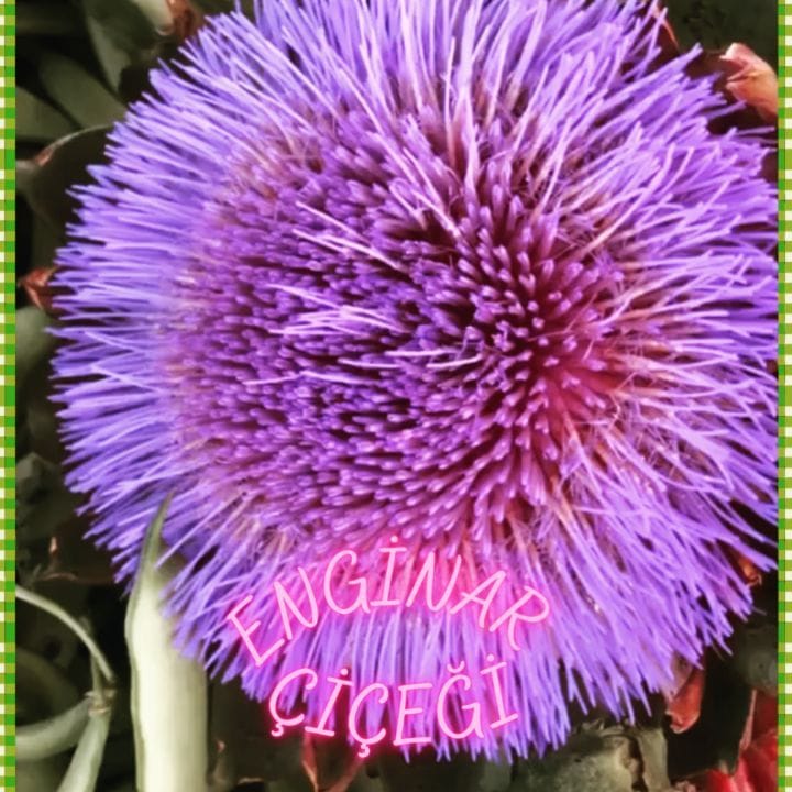 Post 7 by Pazardan Gelsin on Instagram (video)