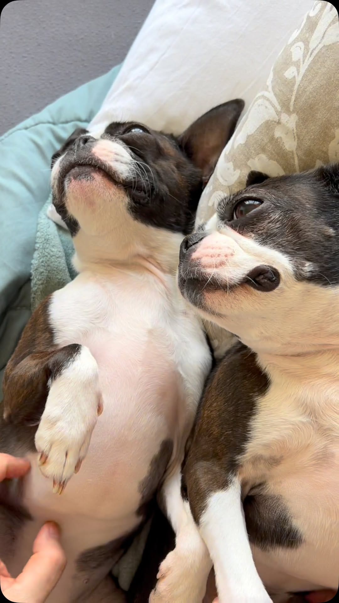 Post 3 by 𝕆𝕃𝔾𝔸 & ℝ𝕆𝕊𝕀𝔼 on Instagram (video)