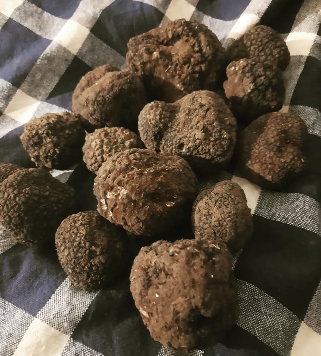 Post 8 by Tartufo on Instagram (image)