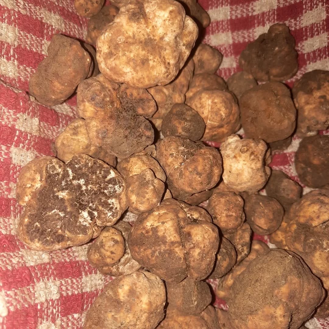 Post 6 by Tartufo on Instagram (image)