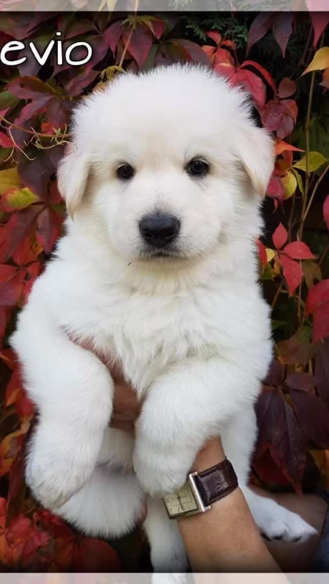 Post 5 by Hundezubehör 🐾Halsbänder🐾Leinen🐾Geschirre🐾Schlüsselanhänger 🐾 on Instagram (video)