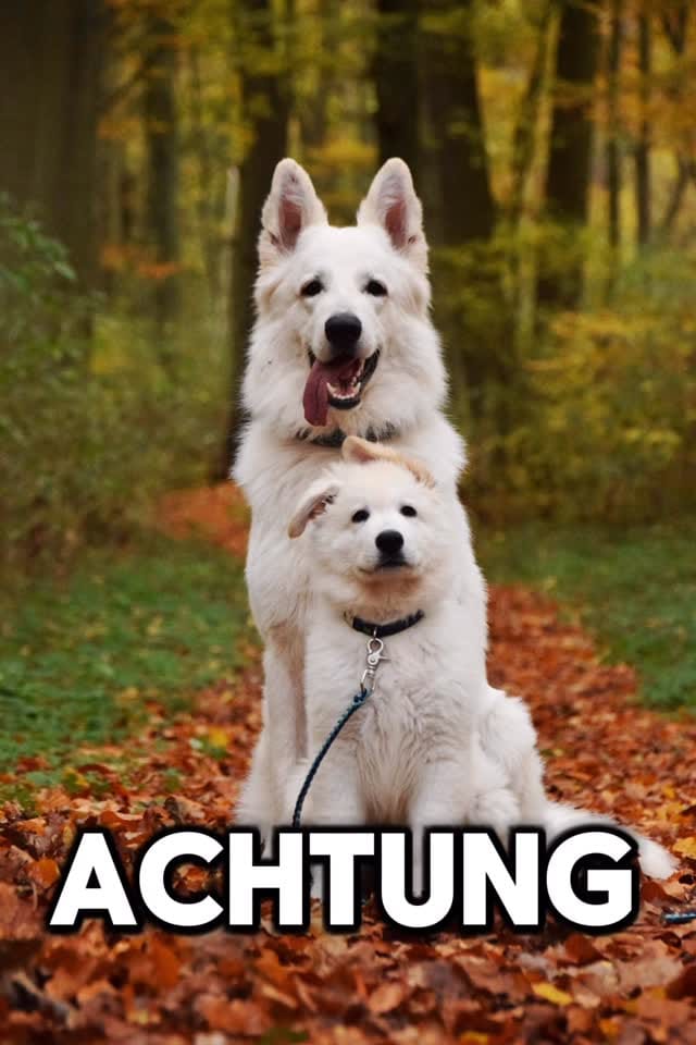 Post 7 by Hundezubehör 🐾Halsbänder🐾Leinen🐾Geschirre🐾Schlüsselanhänger 🐾 on Instagram (video)