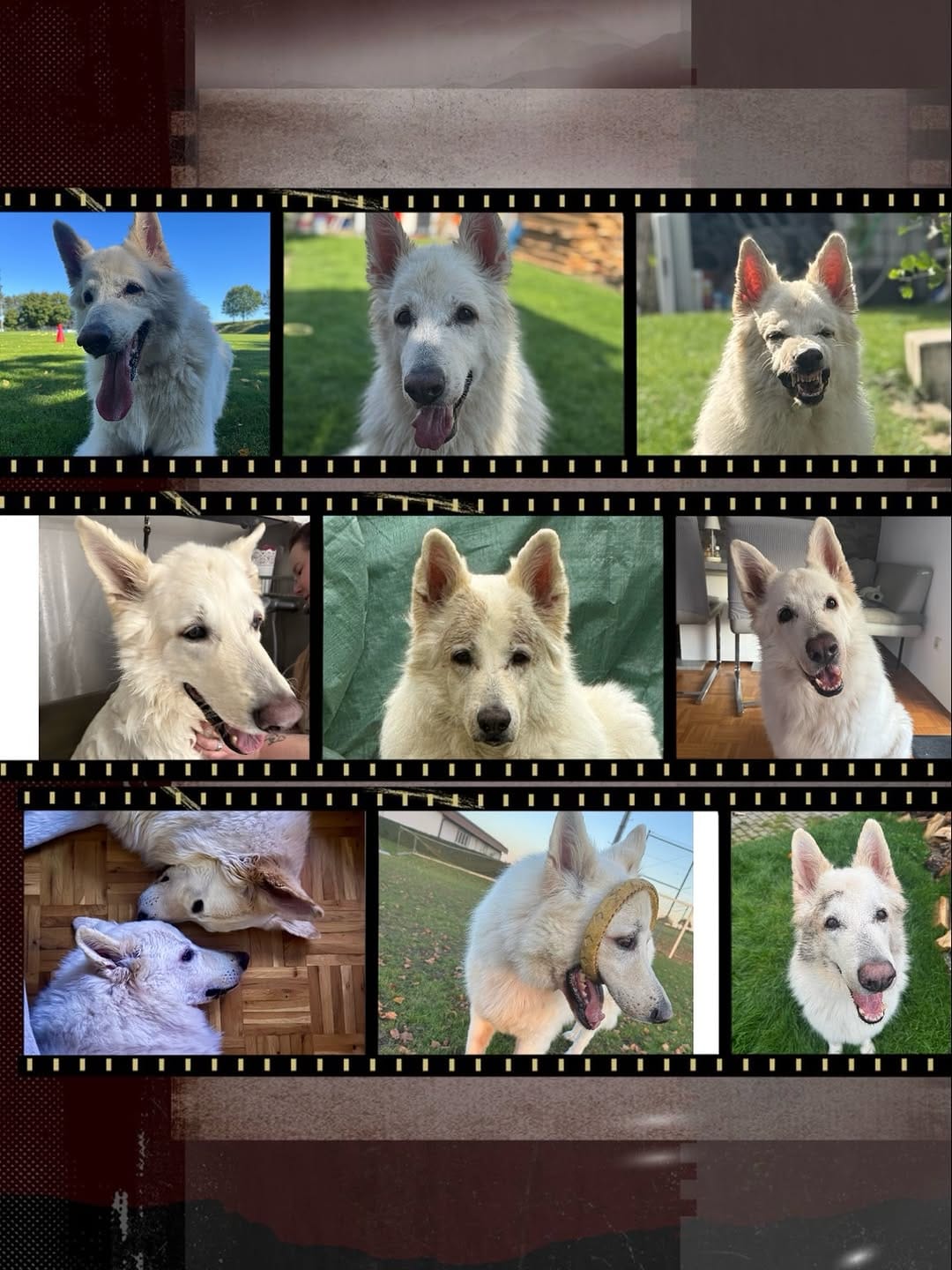 Post 2 by Hundezubehör 🐾Halsbänder🐾Leinen🐾Geschirre🐾Schlüsselanhänger 🐾 on Instagram (image)
