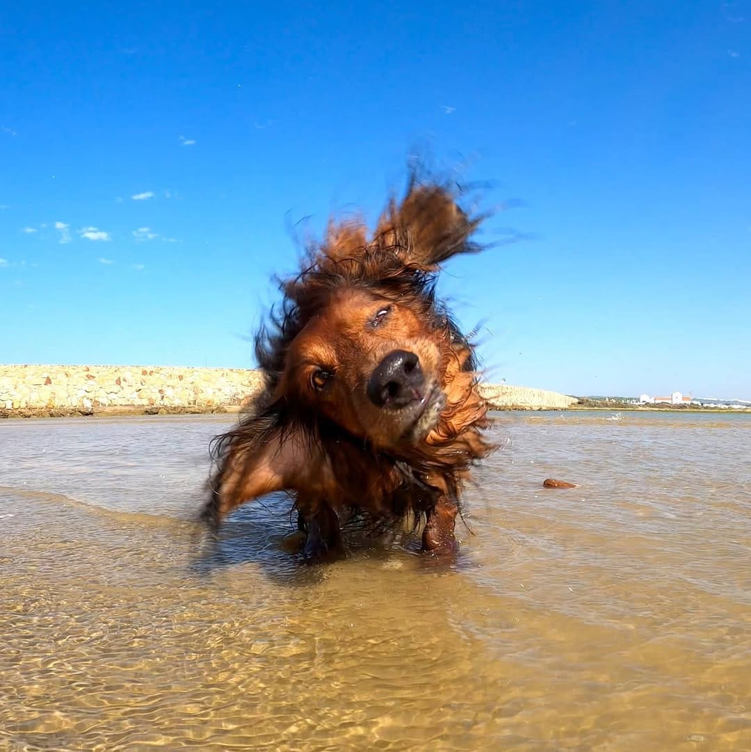Post 10 by No voy sin mi perro on Instagram (image)