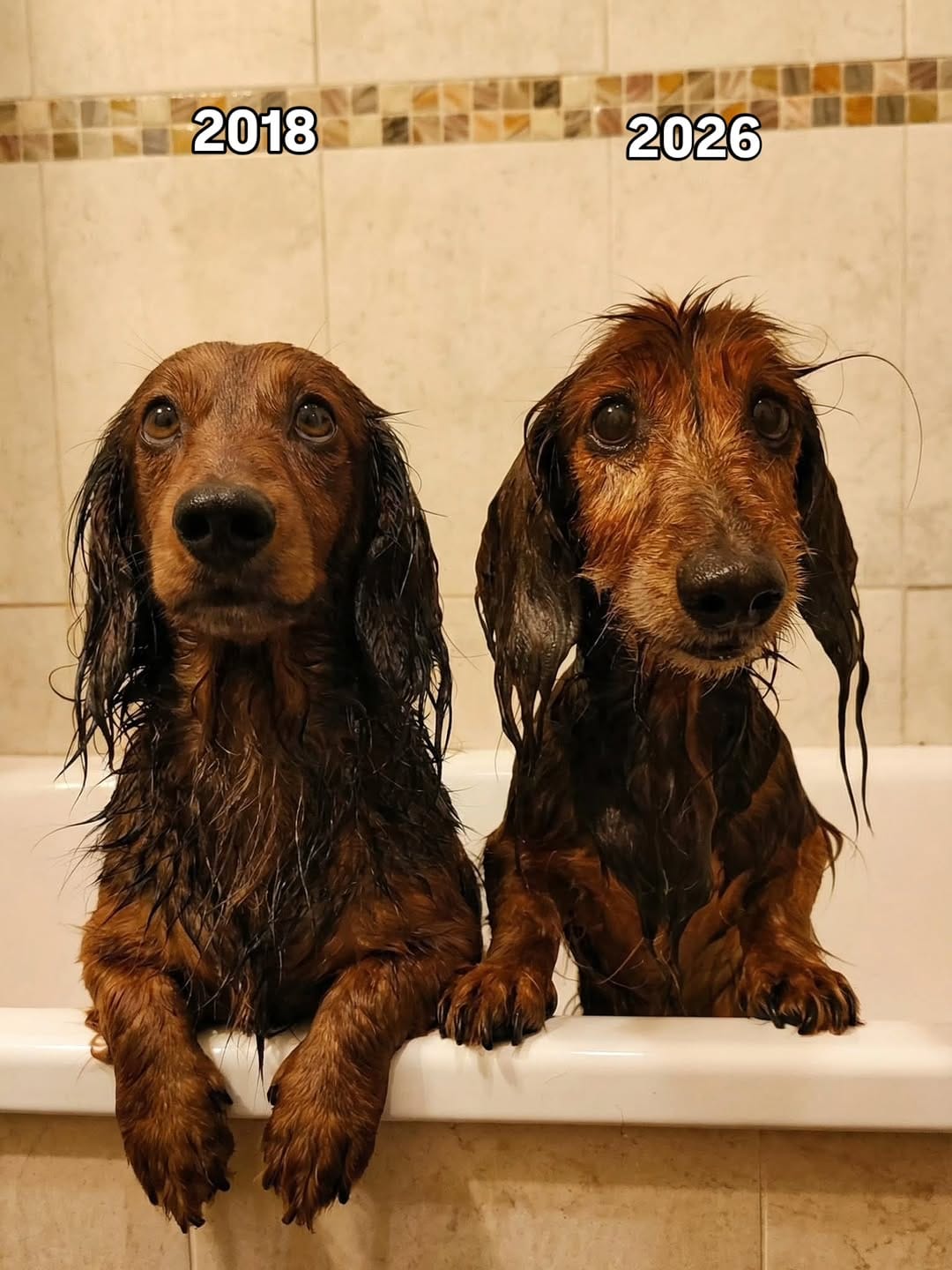 Post 1 by No voy sin mi perro on Instagram (image)