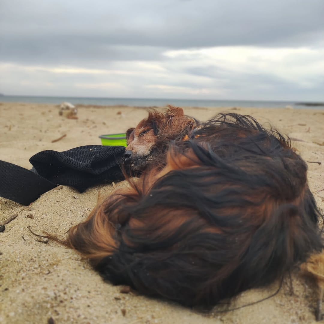 Post 7 by No voy sin mi perro on Instagram (image)
