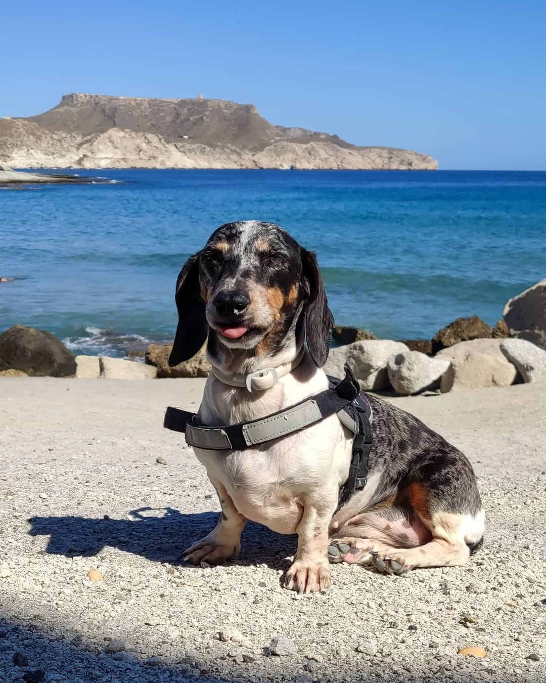 Post 9 by No voy sin mi perro on Instagram (image)