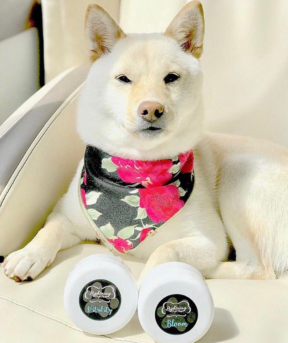 Post 9 by Lightning Soft Paws on Instagram (image)