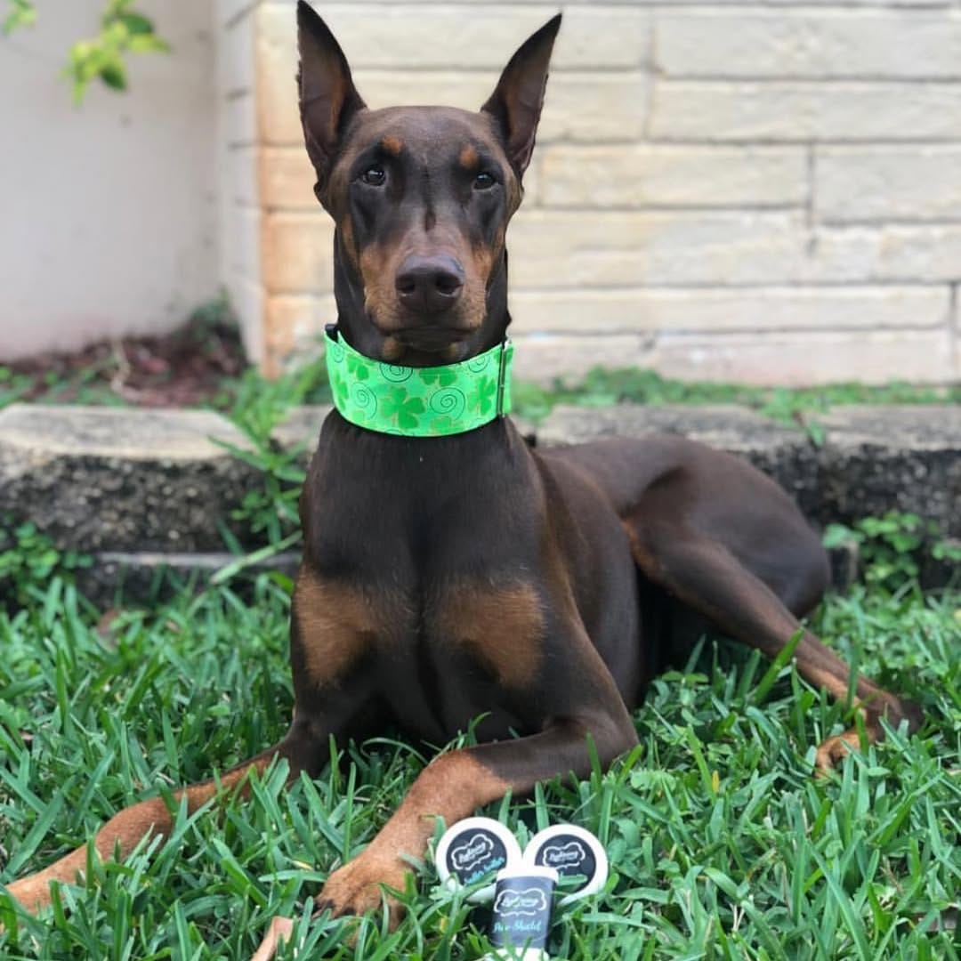 Post 7 by Lightning Soft Paws on Instagram (image)