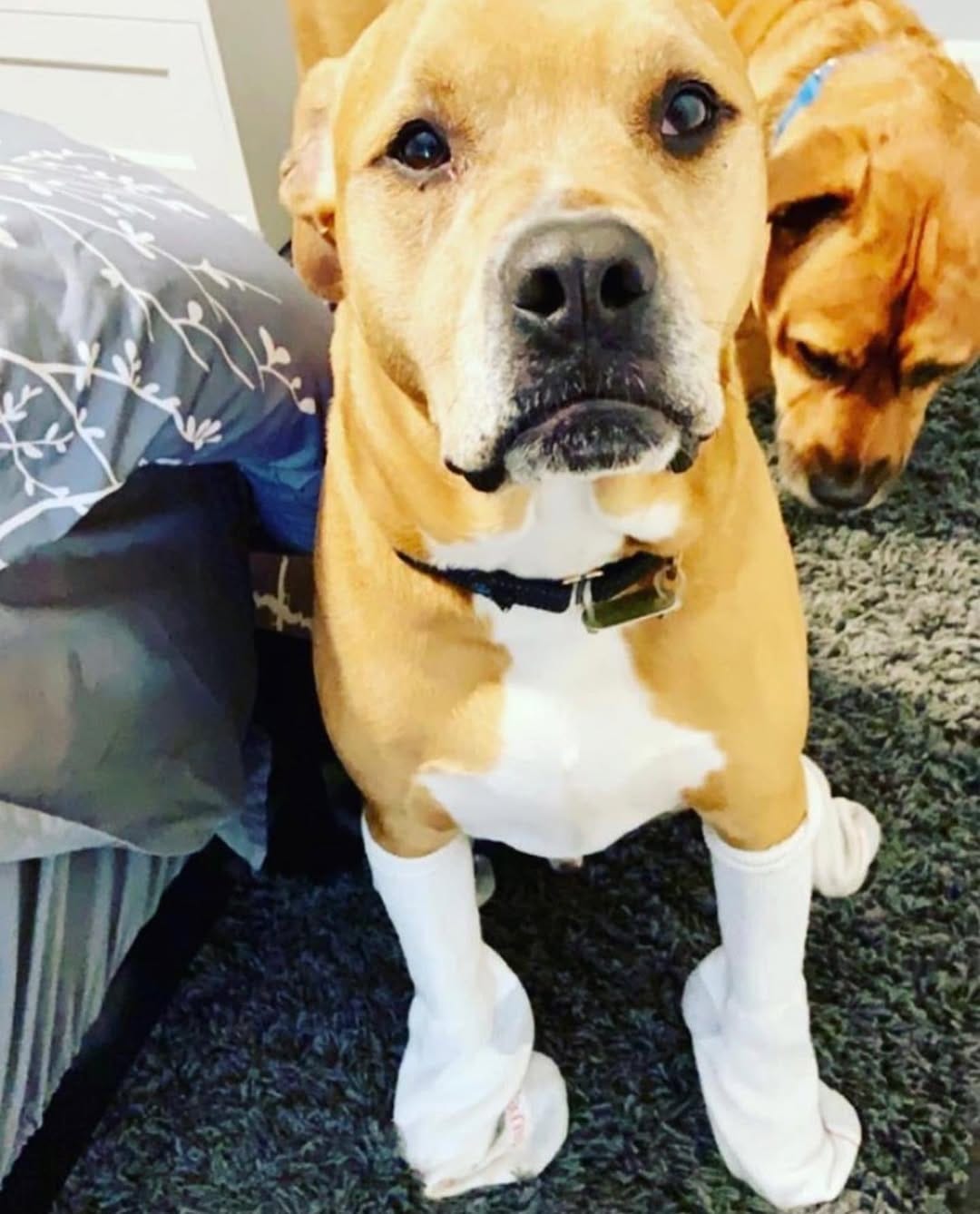 Post 6 by Lightning Soft Paws on Instagram (image)