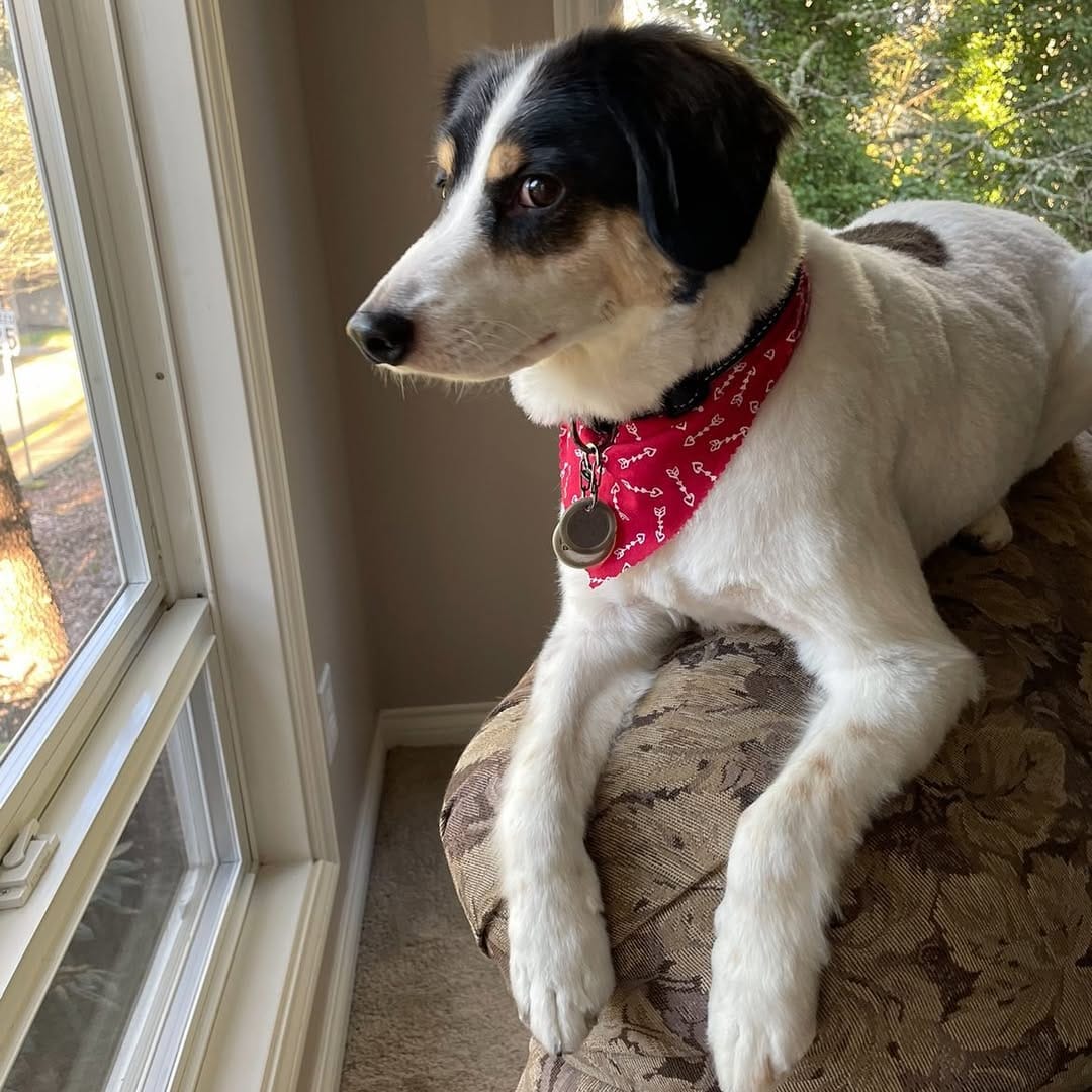 Post 5 by Lightning Soft Paws on Instagram (image)