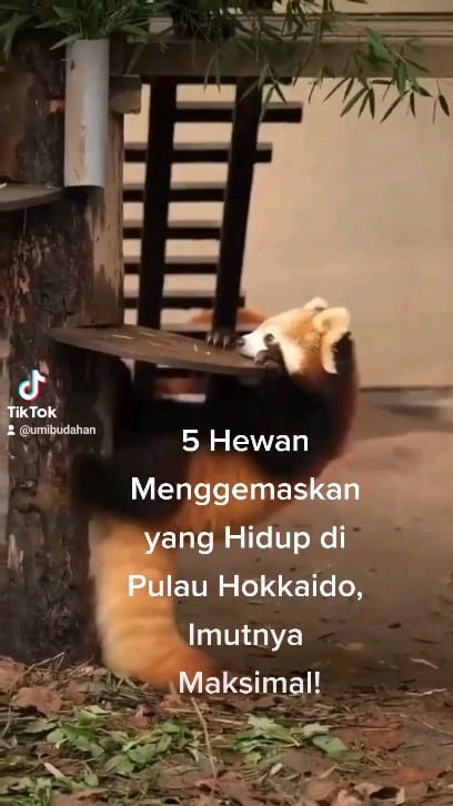 Post 8 by Essenzo Fauziah on Instagram (video)
