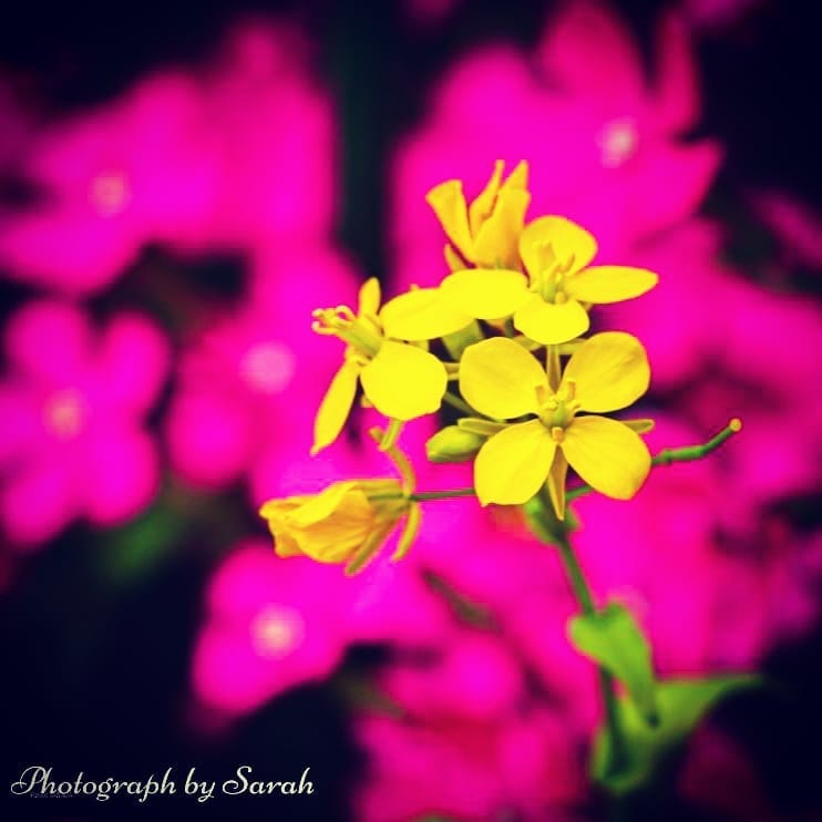 Post 10 by Sarah on Instagram (image)