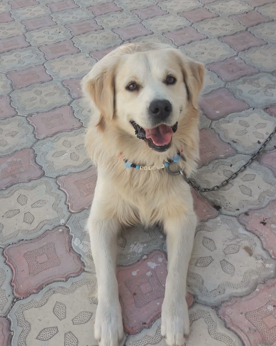 Post 9 by KITMİR|Golden Retriever Boy🐾 on Instagram (image)