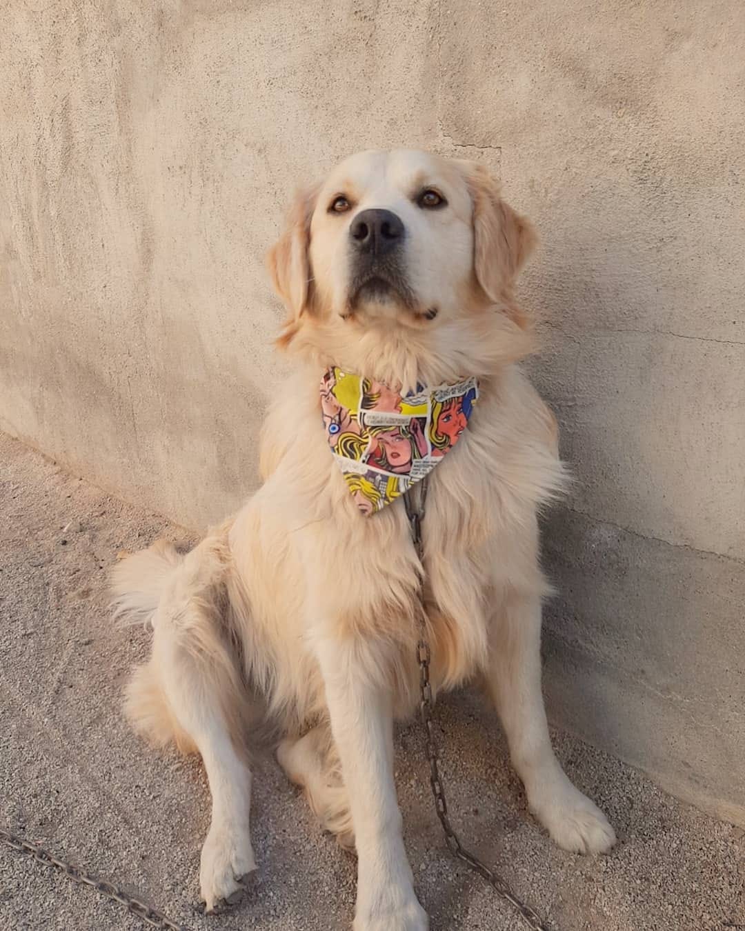 Post 1 by KITMİR|Golden Retriever Boy🐾 on Instagram (image)