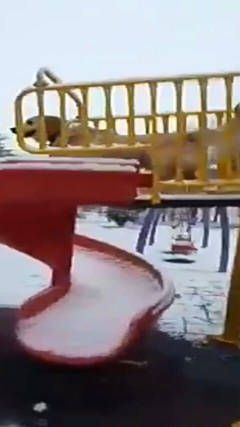 Post 5 by KITMİR|Golden Retriever Boy🐾 on Instagram (video)
