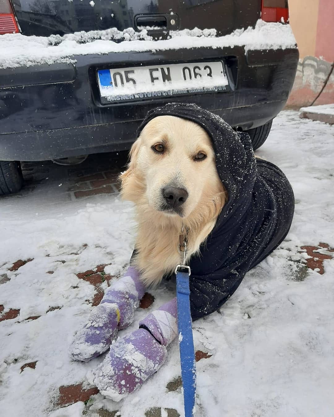 Post 3 by KITMİR|Golden Retriever Boy🐾 on Instagram (image)