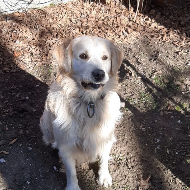 Post 4 by KITMİR|Golden Retriever Boy🐾 on Instagram (video)