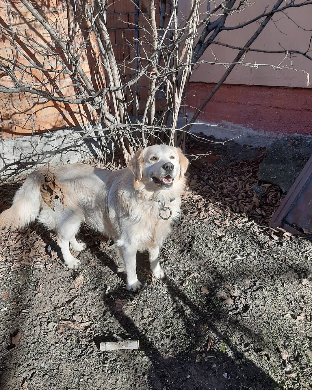 Post 7 by KITMİR|Golden Retriever Boy🐾 on Instagram (image)