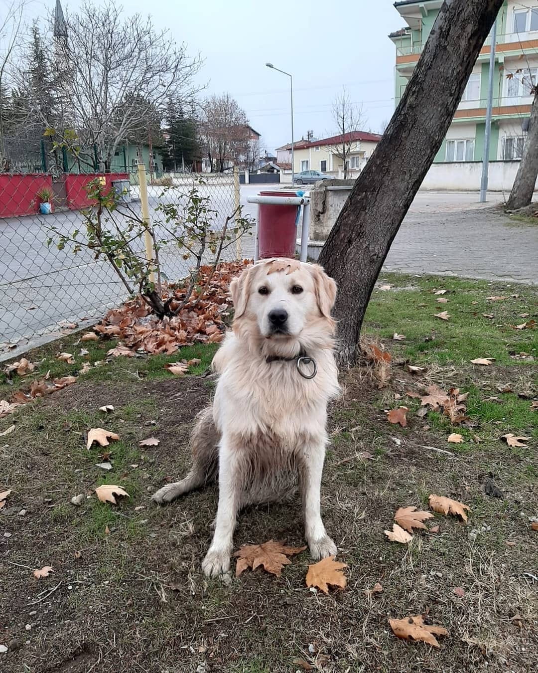 Post 8 by KITMİR|Golden Retriever Boy🐾 on Instagram (image)