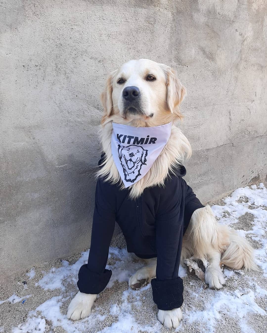 Post 6 by KITMİR|Golden Retriever Boy🐾 on Instagram (image)
