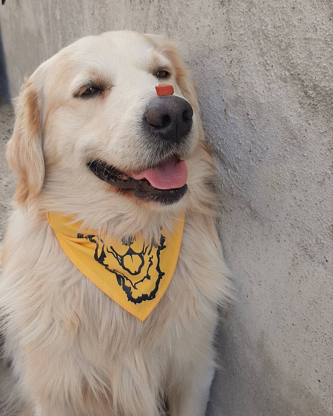 Post 10 by KITMİR|Golden Retriever Boy🐾 on Instagram (image)