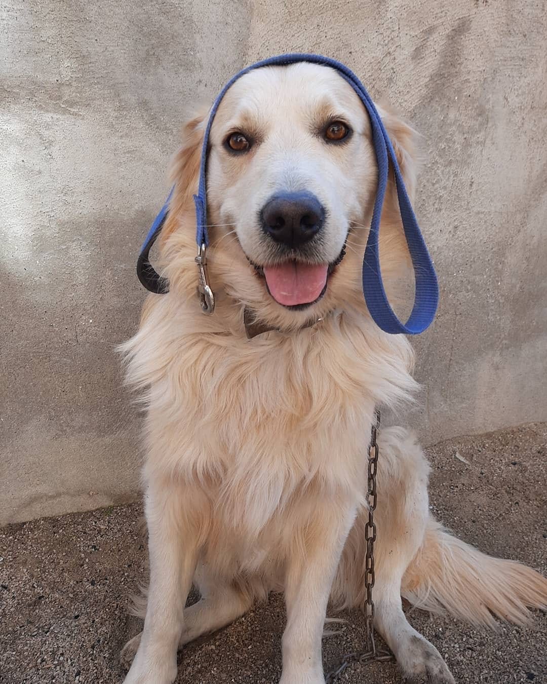 Post 2 by KITMİR|Golden Retriever Boy🐾 on Instagram (image)