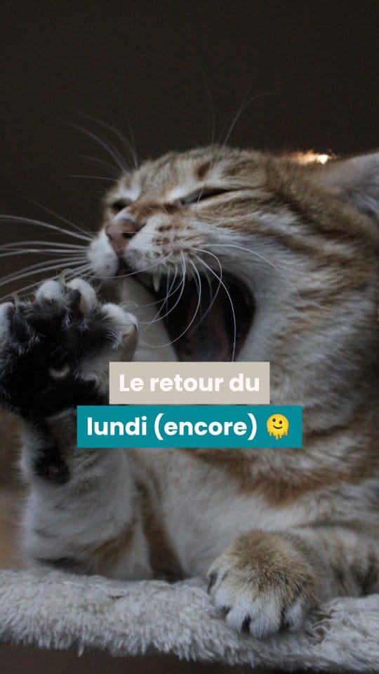 Post 7 by Audrey | O'Bout de la Plume® on Instagram (video)