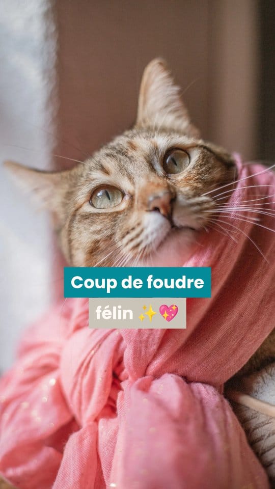 Post 2 by Audrey | O'Bout de la Plume® on Instagram (video)