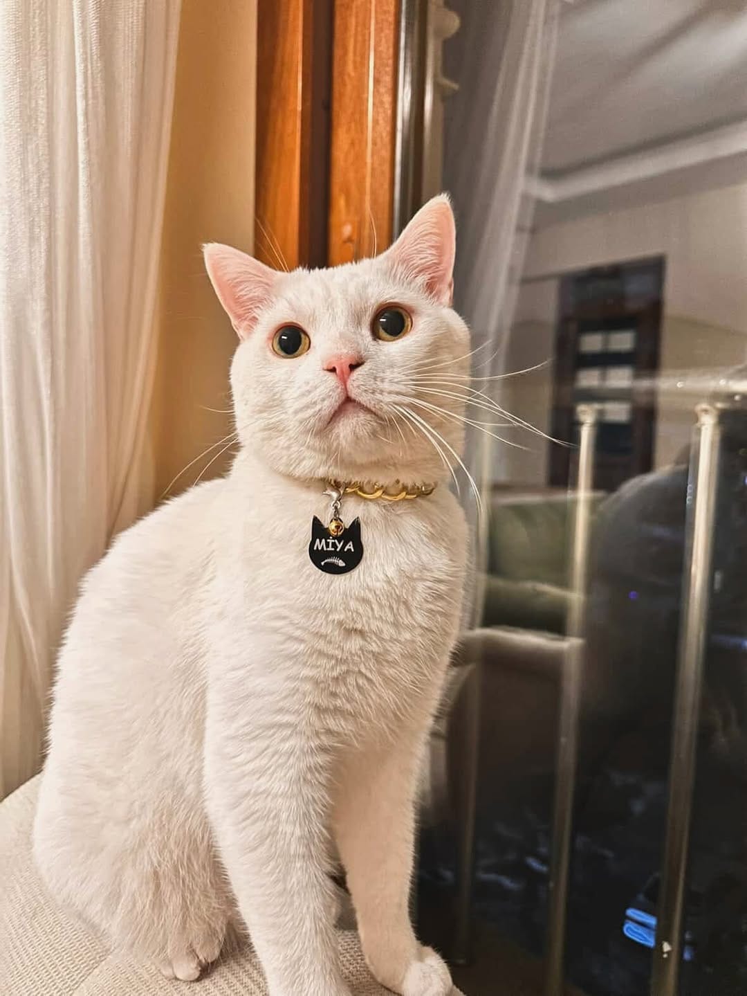 Post 1 by PETBUCKS PET ACCESSORIES® on Instagram (carousel)
