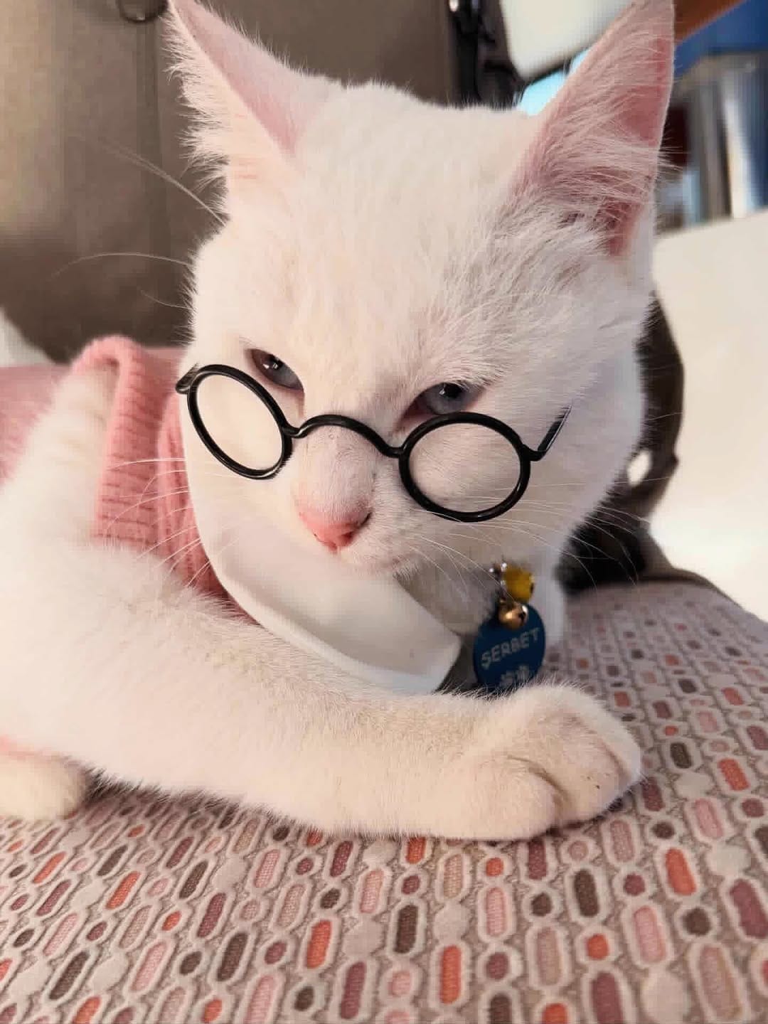 Post 2 by PETBUCKS PET ACCESSORIES® on Instagram (carousel)