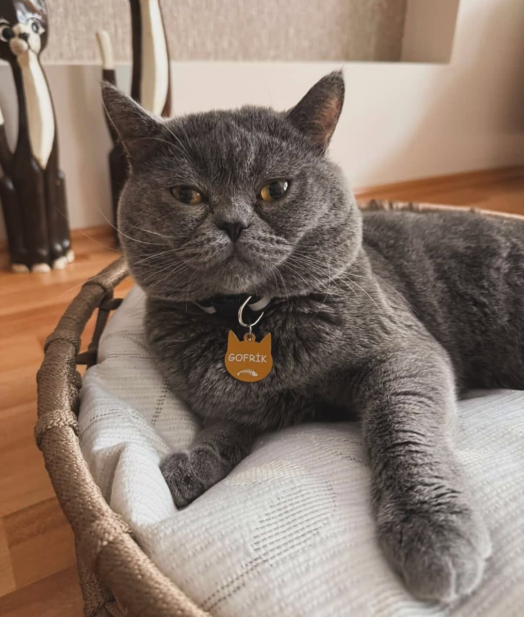 Post 6 by PETBUCKS PET ACCESSORIES® on Instagram (image)