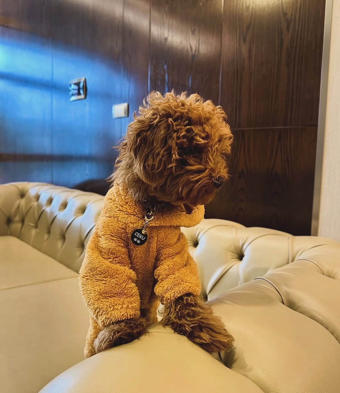 Post 10 by PETBUCKS PET ACCESSORIES® on Instagram (image)