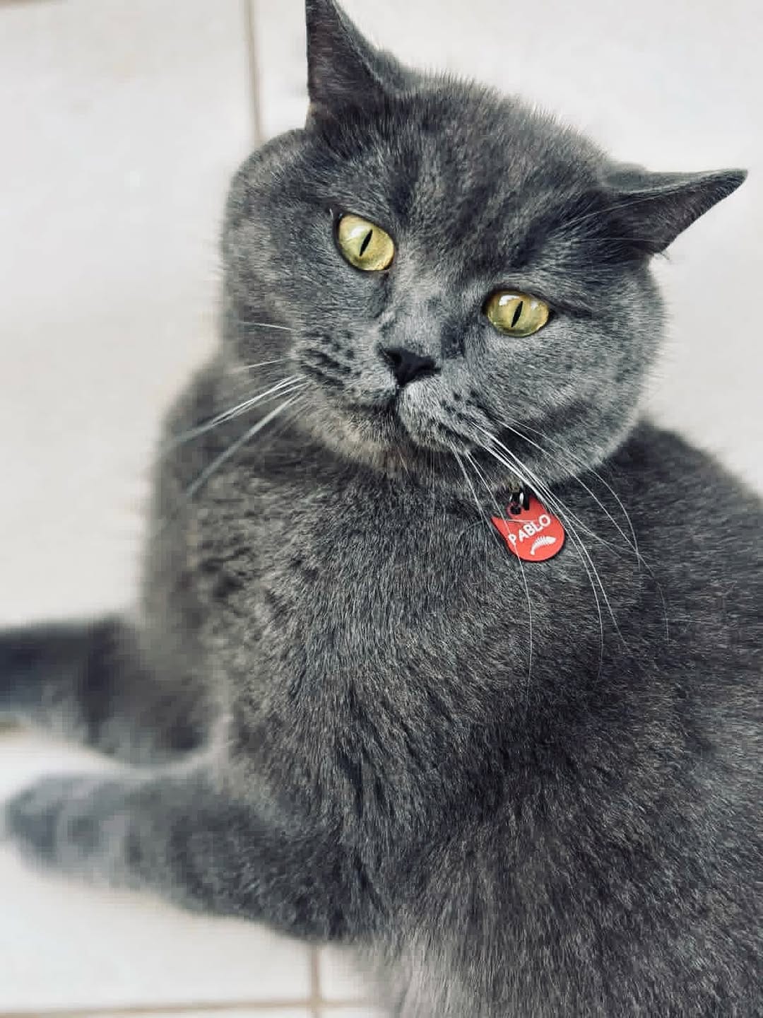 Post 7 by PETBUCKS PET ACCESSORIES® on Instagram (image)