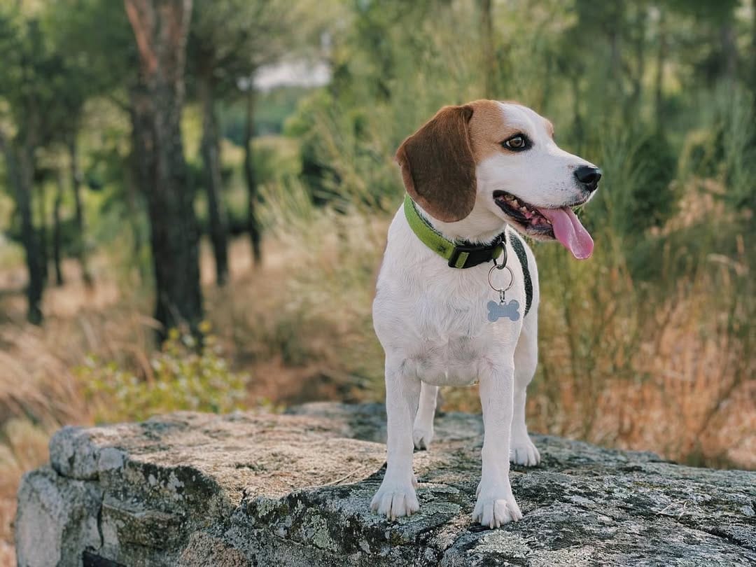 Post 6 by Sena 🐶🐾 on Instagram (image)