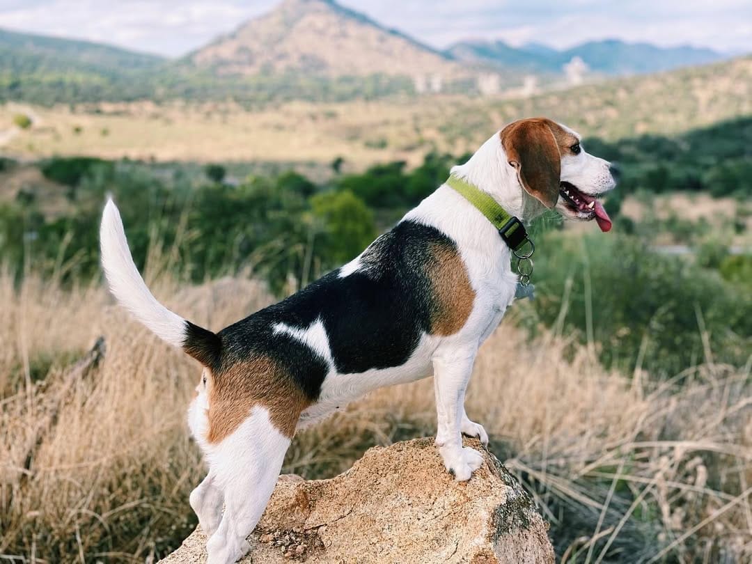 Post 10 by Sena 🐶🐾 on Instagram (image)