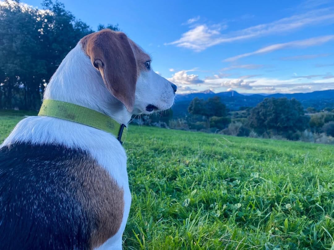 Post 2 by Sena 🐶🐾 on Instagram (image)